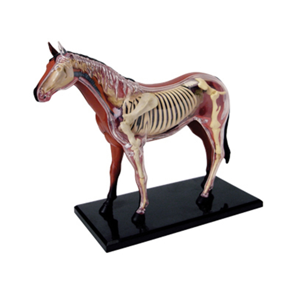 Science Toy - Model anatomiczny narządów zwierzęcych 4D inteligencja