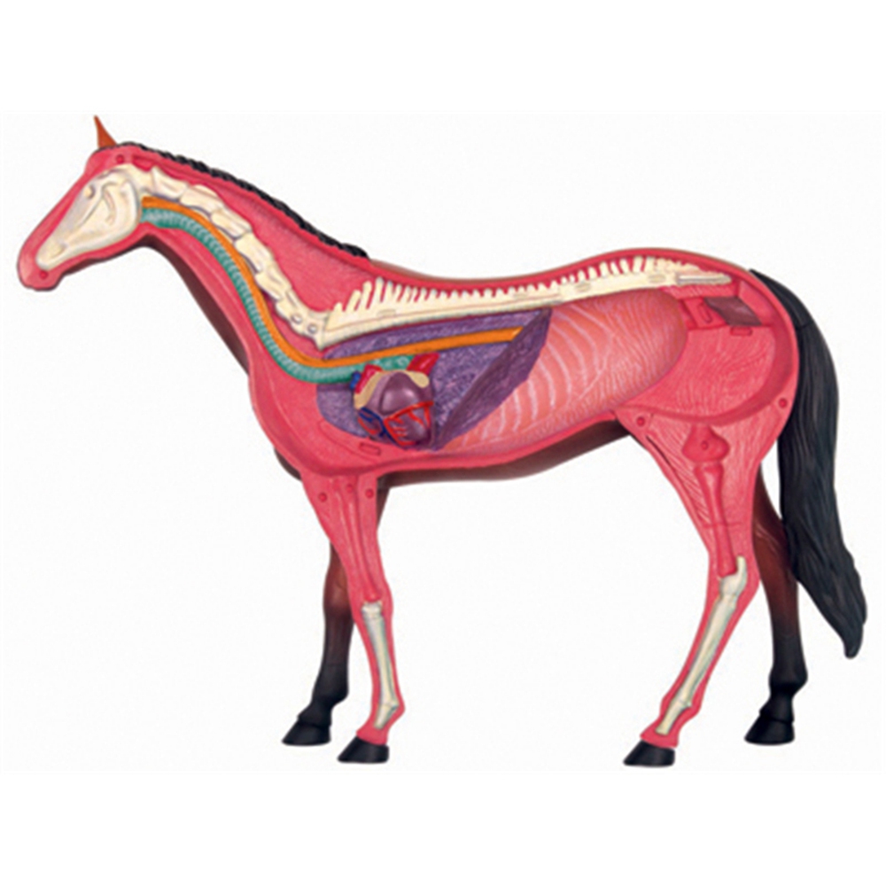 Model anatomiczny narządów zwi – Science Toy recenzja i cena