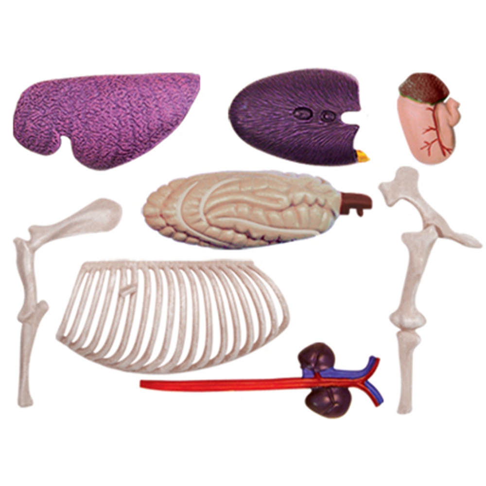 Model anatomiczny narządów zwi – Science Toy recenzja i cena